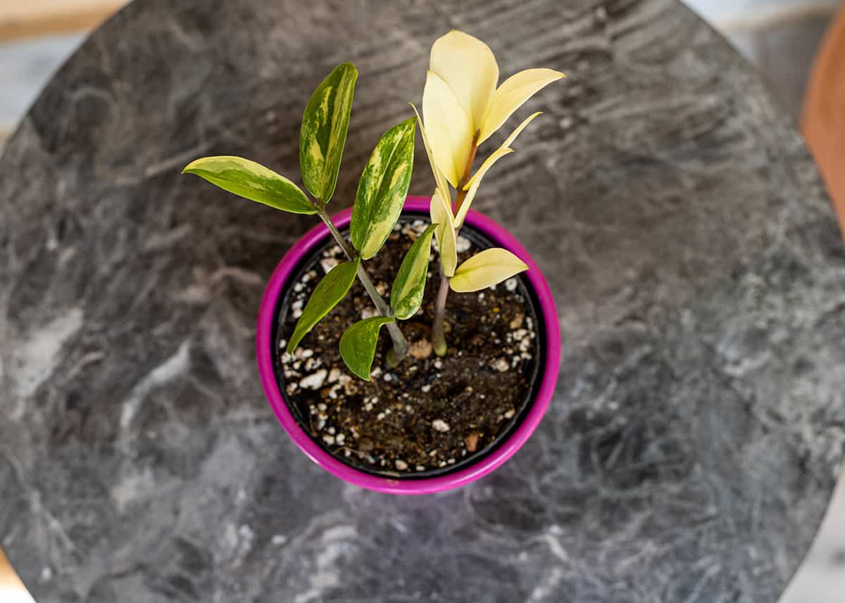 Signs Your Houseplants Need Leaching