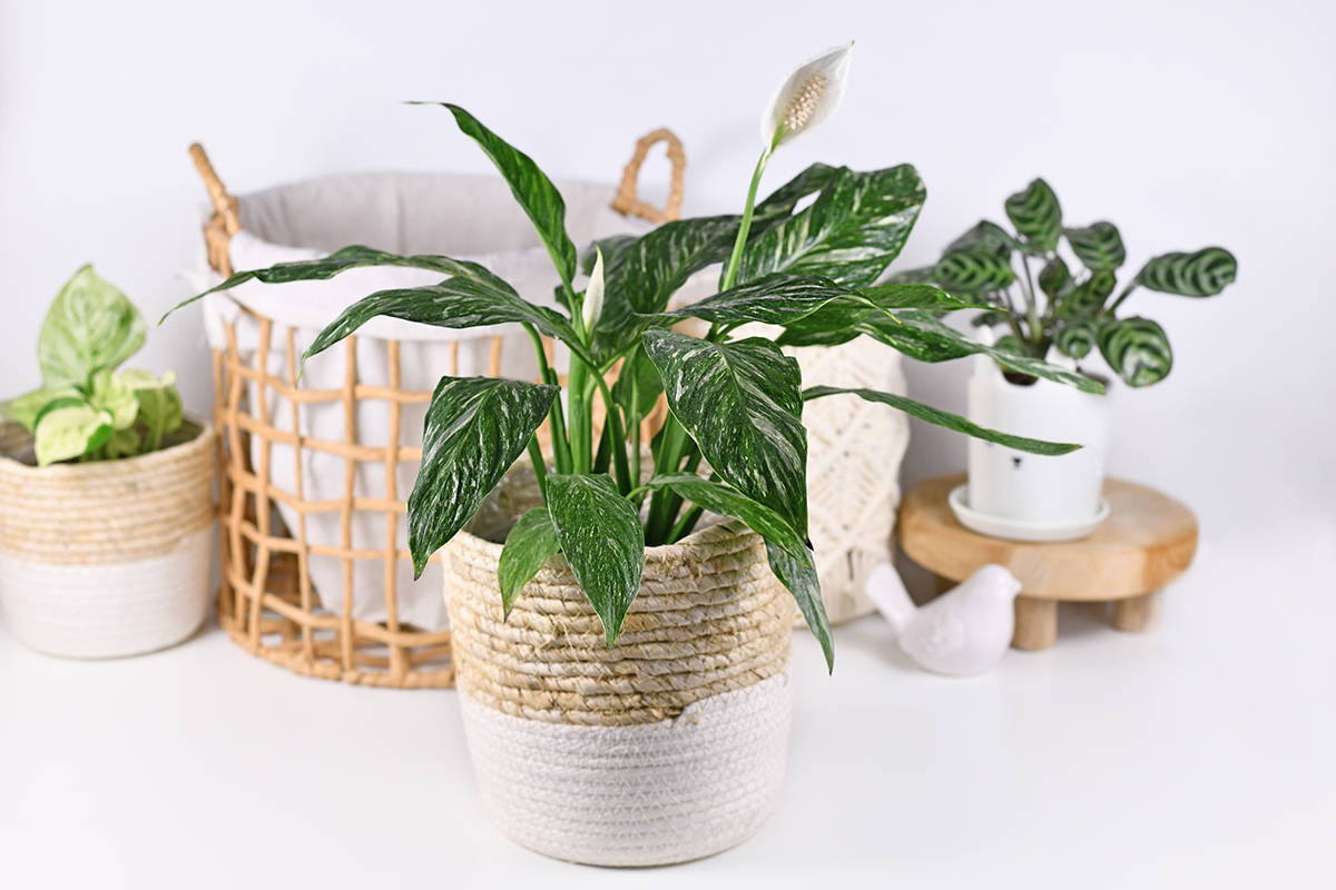 Spathiphyllum-‘Domino.jpg