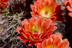 Succulents With Orange Flowers