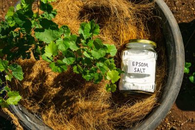 Ways to Use Epsom Salt in the Garden