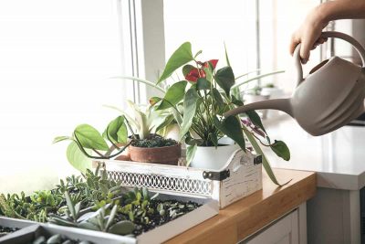 When and How to Leach Your Houseplants