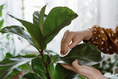 Why You Need to Clean Dust Off Houseplants