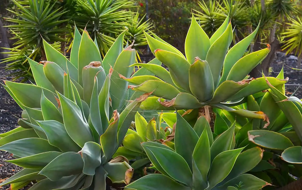 Agave Attenuata (Fox Tail Agave)