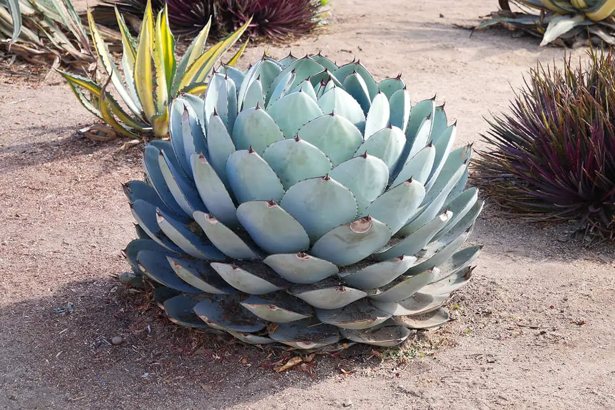 Agave Parryi (Parry’s Agave)