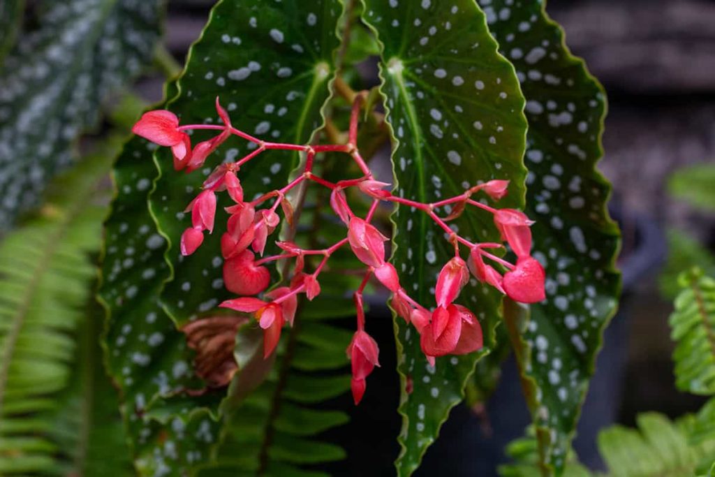Angel Wing Begonia Guide &ndash; Tips For a Stunning Plant - Plantglossary