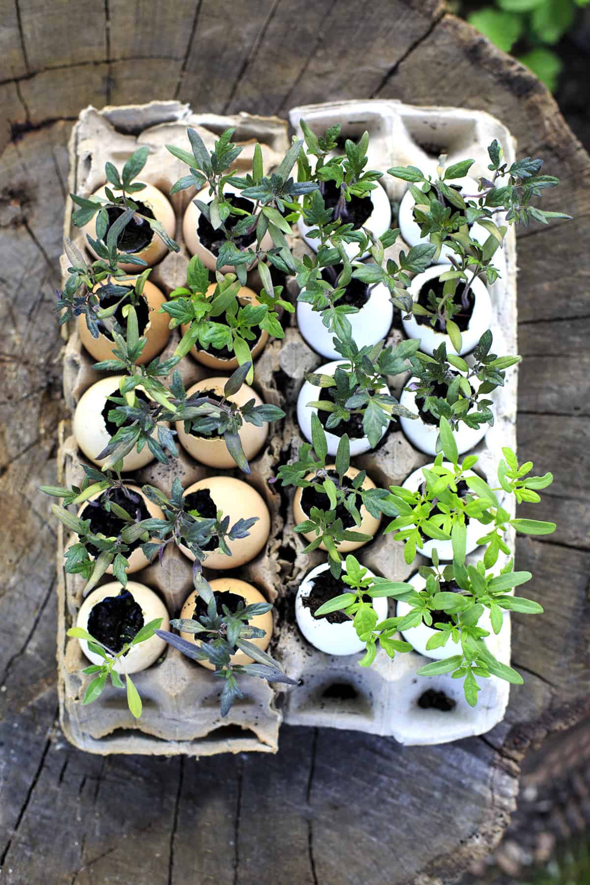 As a Seed Starting Pot