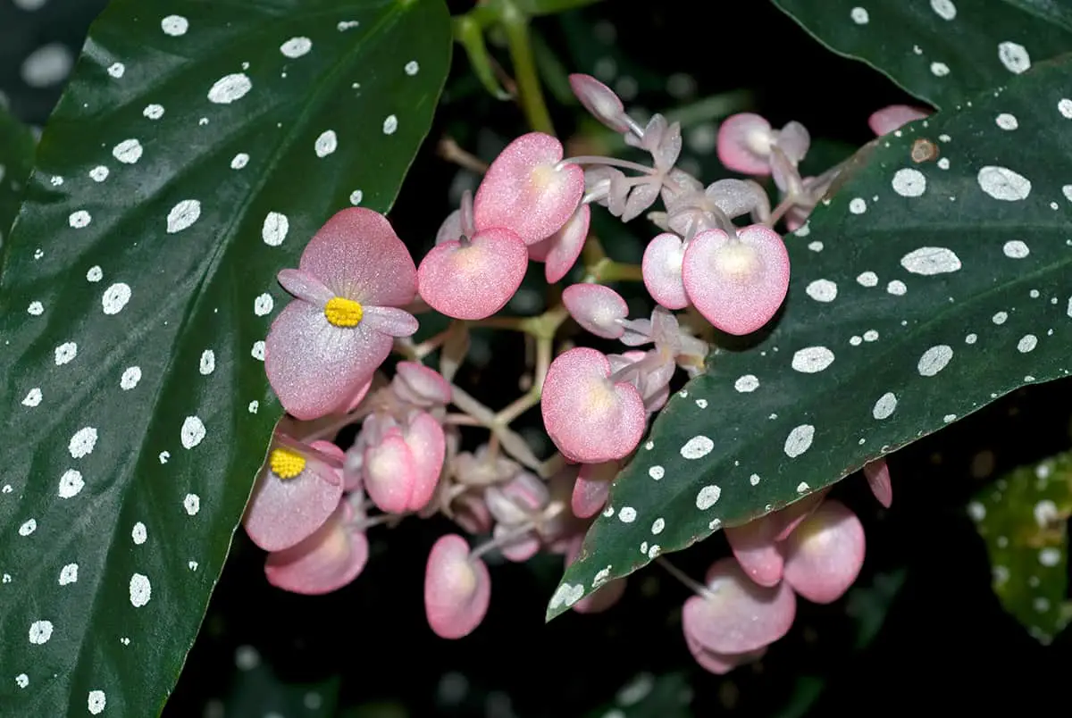Begonia Maculata ‘Tamaya’