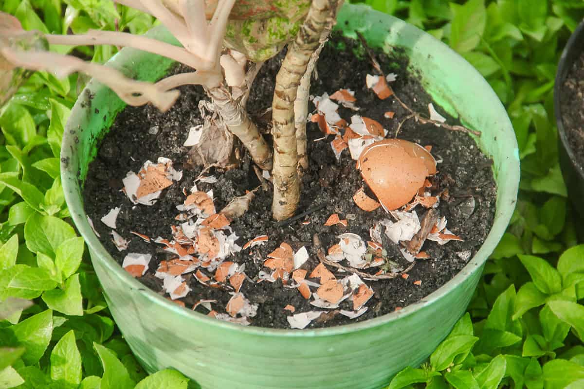 Benefits of Eggshells for Plants