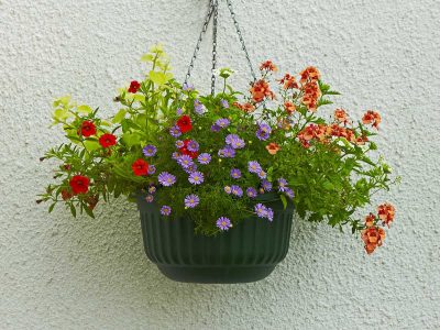 Best Plants For Hanging Baskets