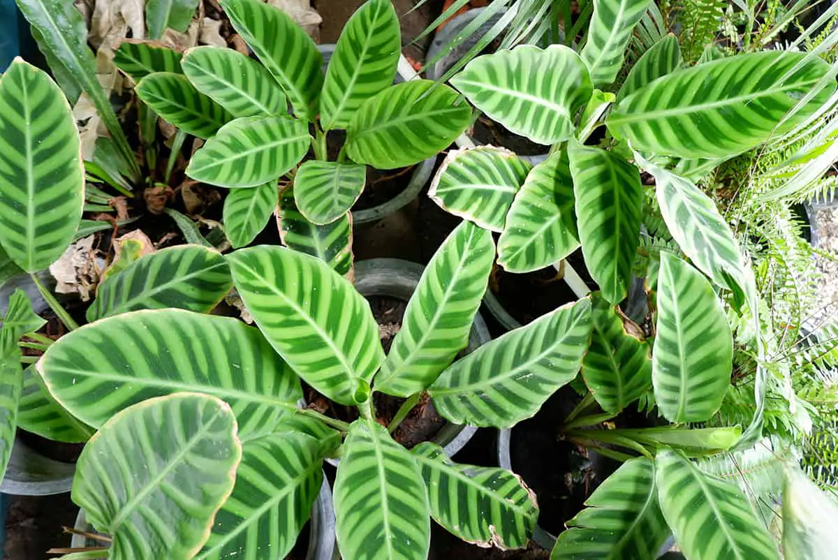 Calathea Zebrina (Zebra Plant)