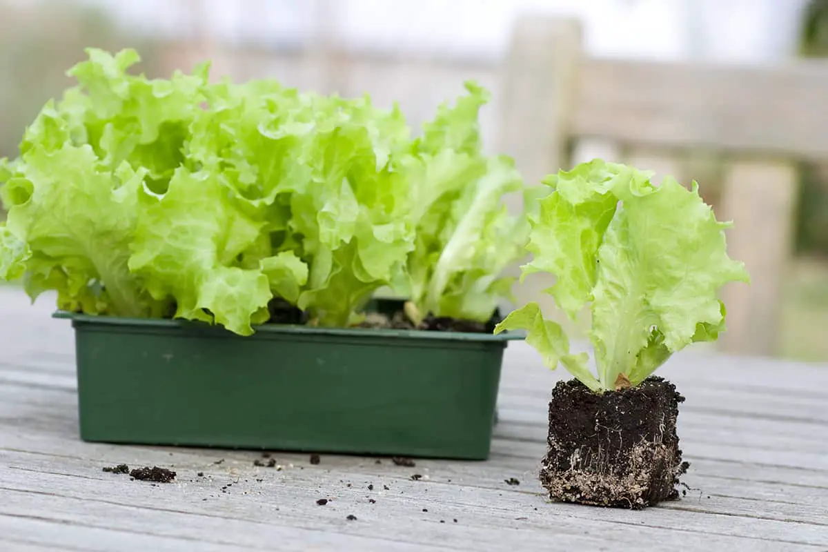 Caring for Lettuce in Pots