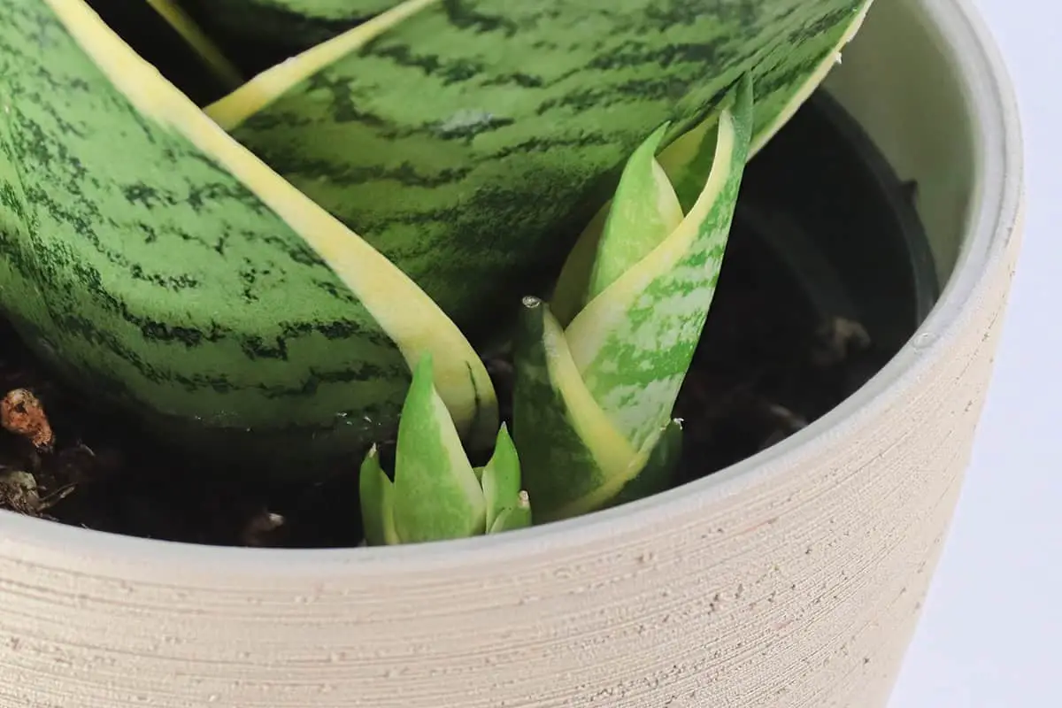 Caring for New Sansevieria Pups