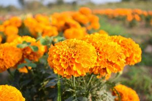 Common Marigold Care Mistakes