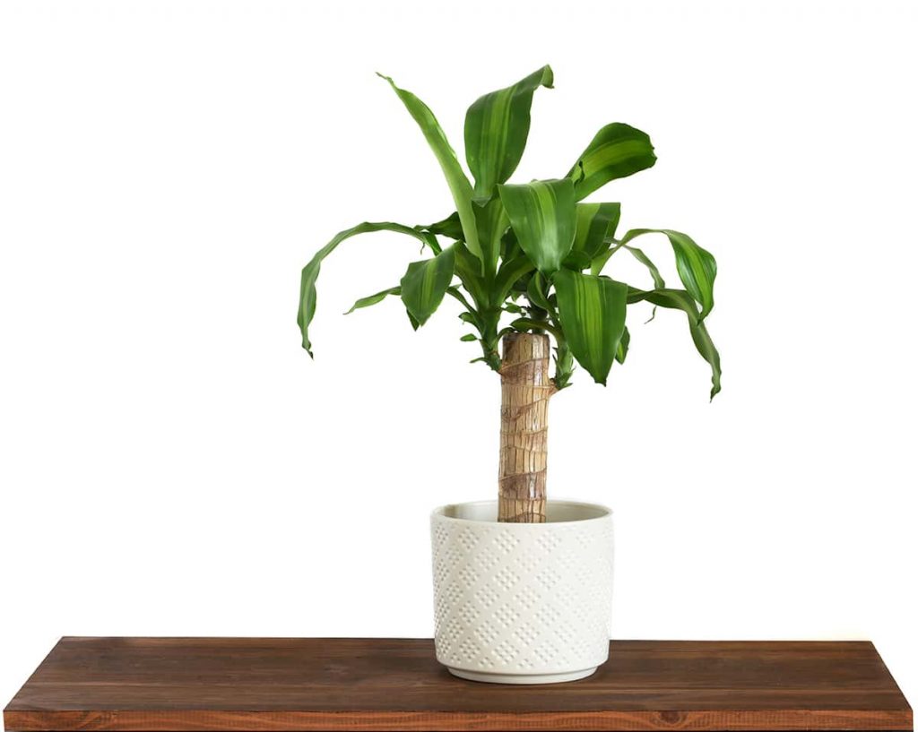 18 Amazing Plants for Rooms Without Windows Plantglossary