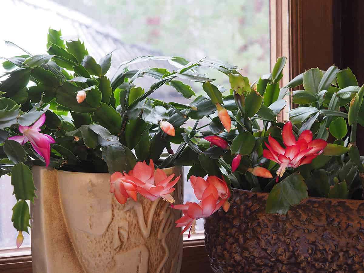 Creating the Perfect Christmas Cactus Mix