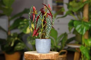Growing and Caring for Begonia Maculata