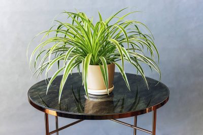 How To Make Spider Plants Bushier