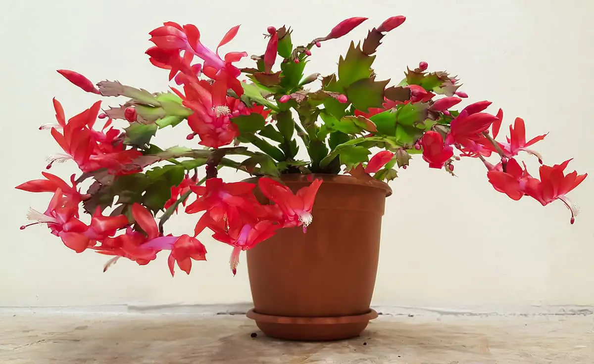 How To Water Your Christmas Cactus