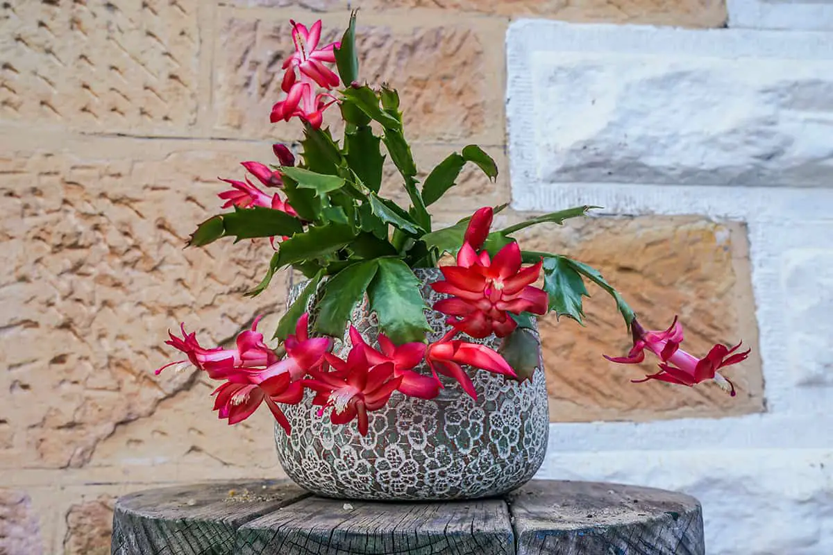 How &; When to Prune Christmas Cactus