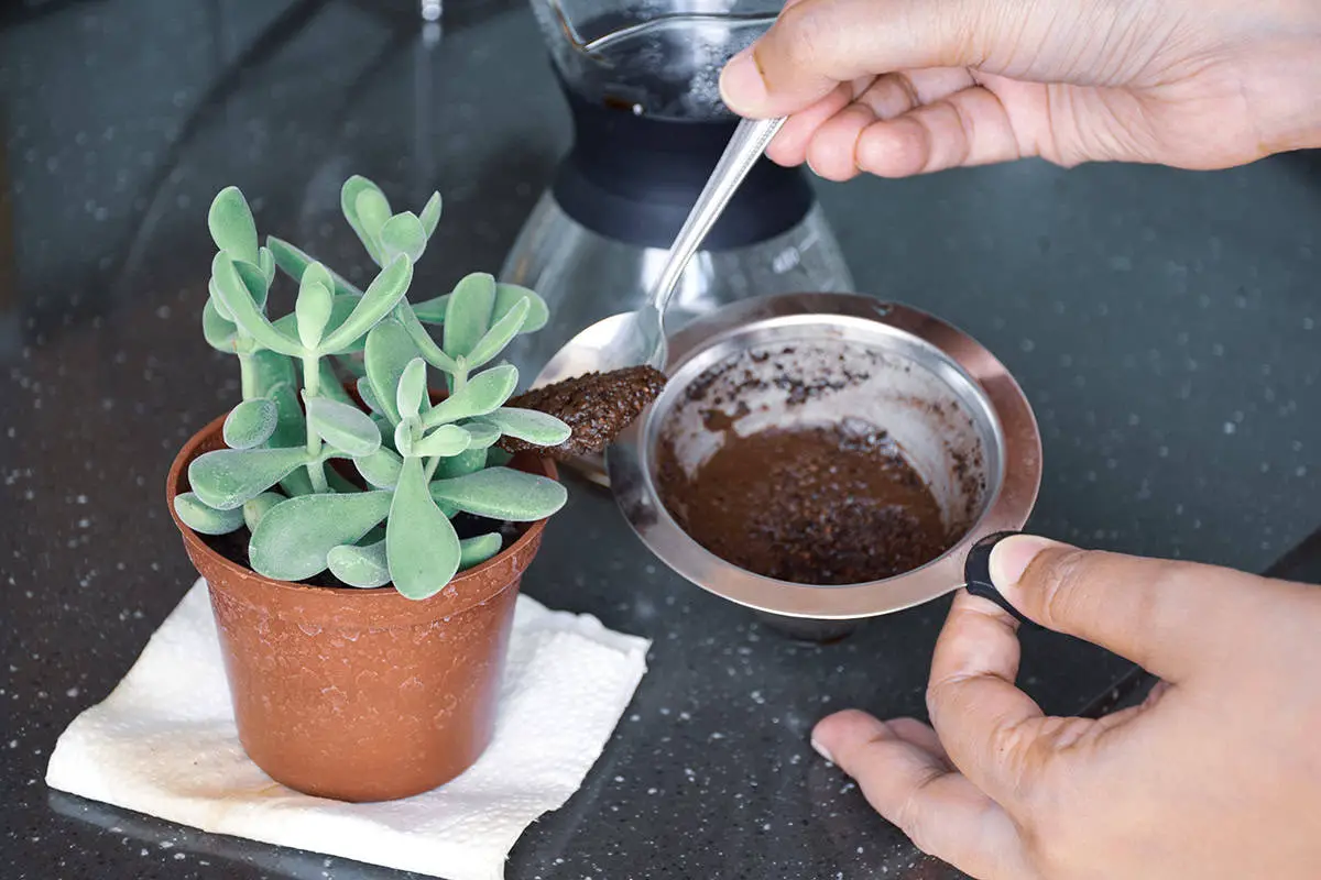 How to Apply Coffee Grounds to Soil