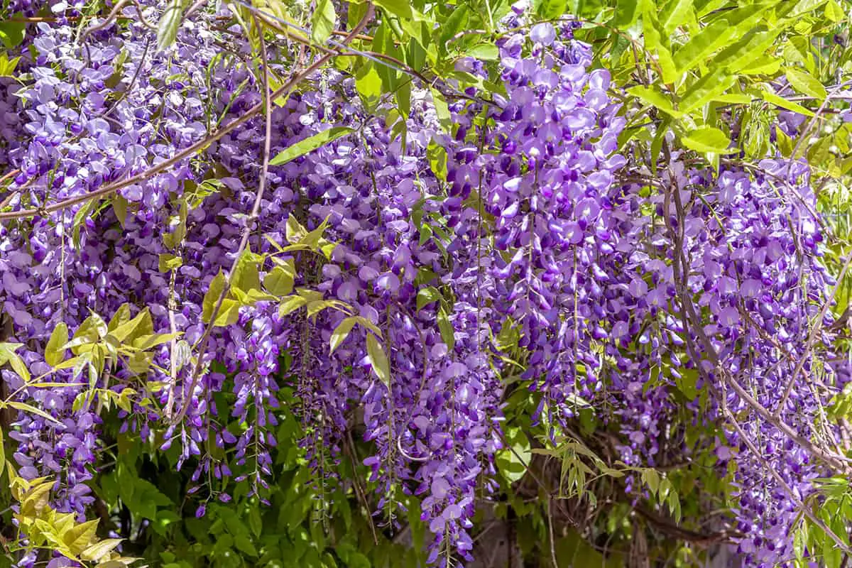 How to Control Wisteria Growth