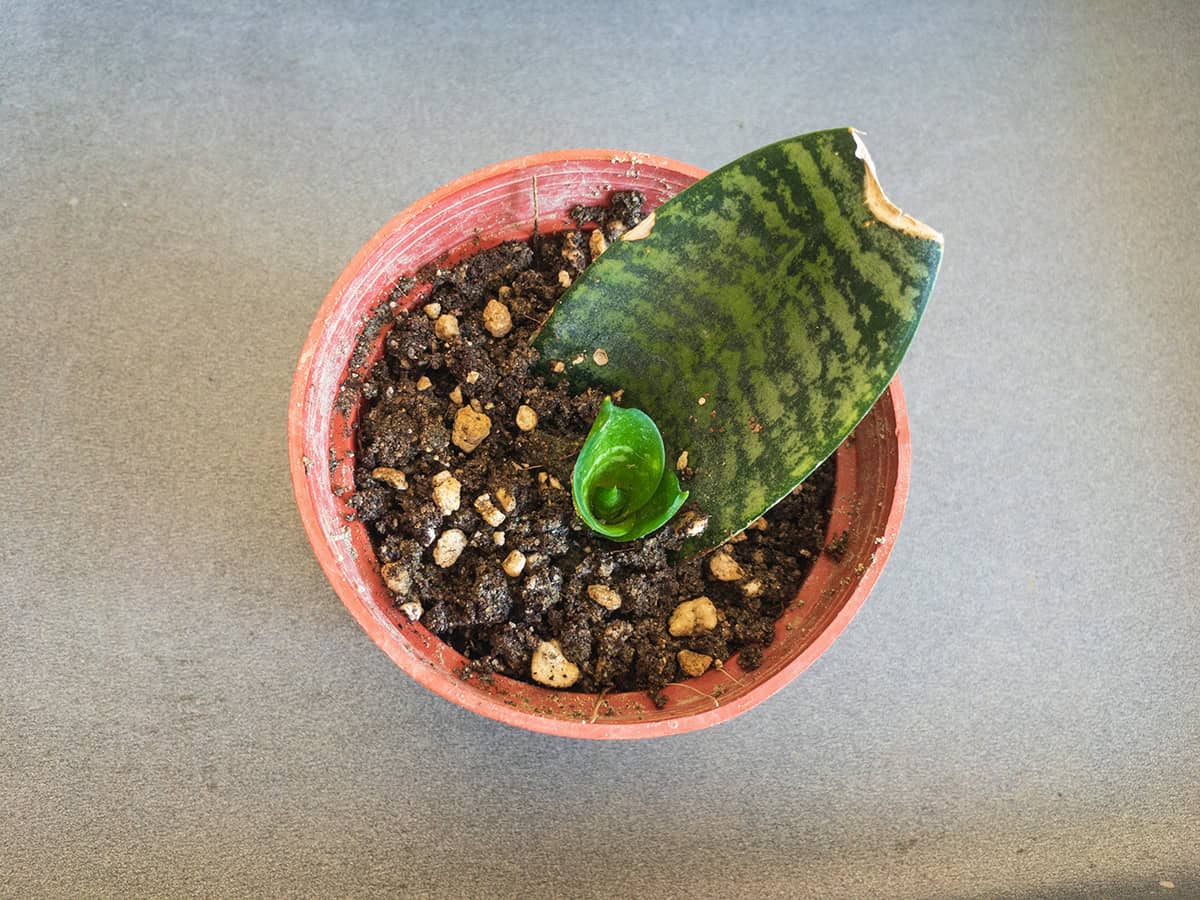 How to Get More Snake Plant Pups