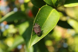How to Get Rid of Stink Bugs