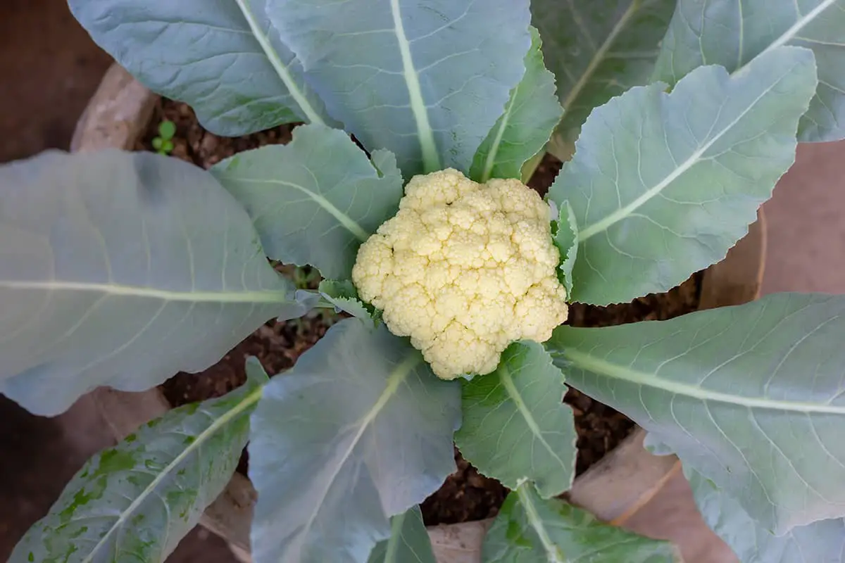 How to Grow Cauliflower in Pots