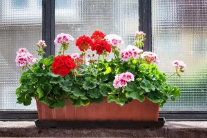 How to Grow Geraniums in Pots