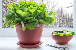 How to Grow Lettuce in Pots