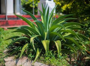 How to Grow and Care for Agave