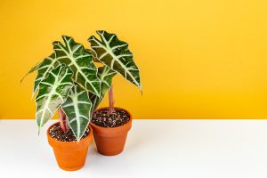 How to Grow and Care for Alocasia
