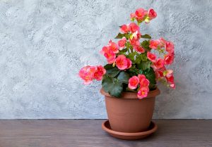How to Grow and Care for Begonia