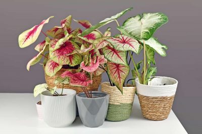 How to Grow and Care for Caladium