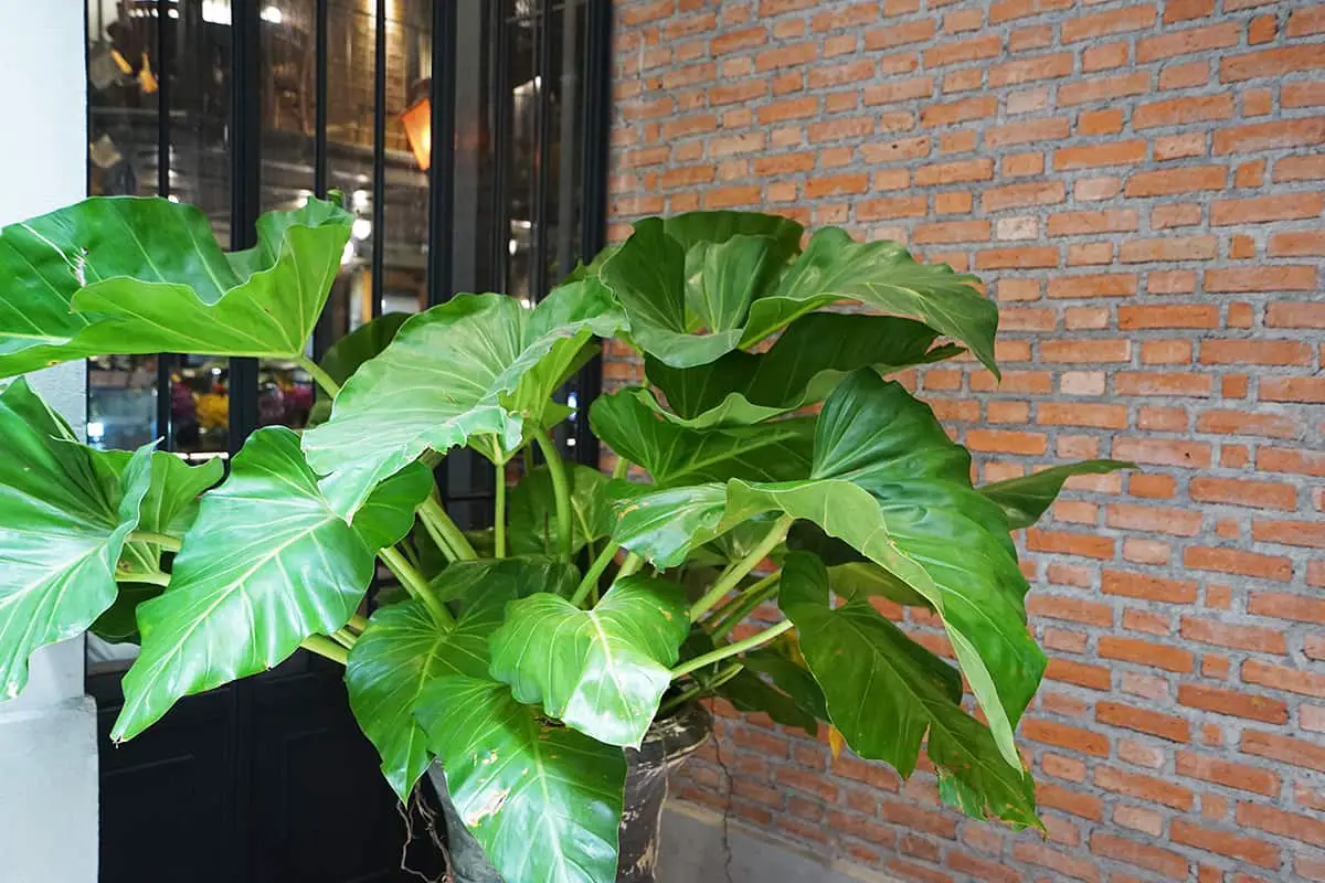 How to Grow and Care for Elephant Ear Plant