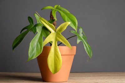How to Grow and Care for Florida Ghost Philodendron