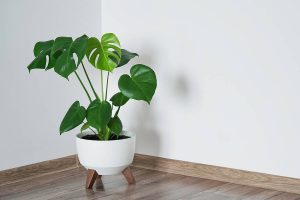 How to Grow and Care for Monstera