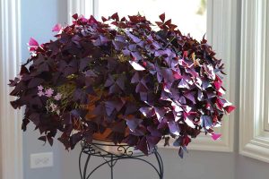 How to Grow and Care for Oxalis