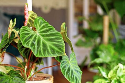 How to Grow and Care for Philodendron Verrucosum