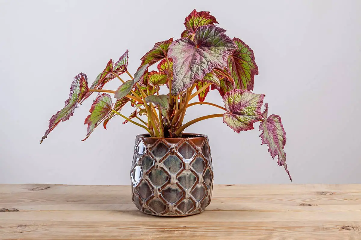 How to Grow and Care for Rex Begonia