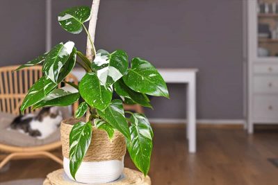 How to Grow and Care for White Princess Philodendron