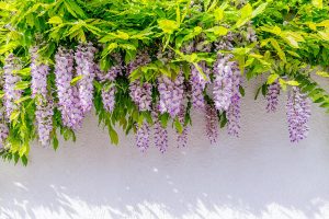 How to Grow and Care for Wisteria