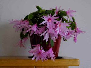 How to Make Easter Cactus Bloom