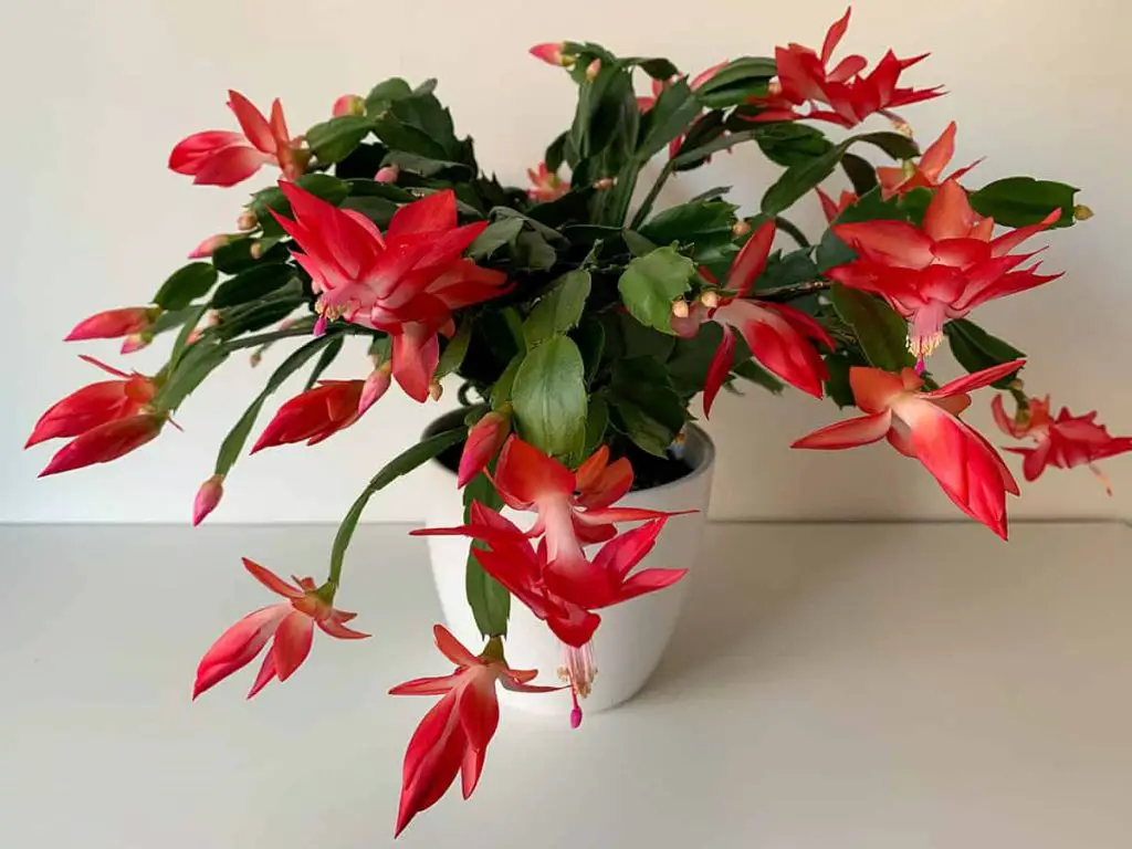 How to Make a Christmas Cactus Potting Mix - Plantglossary