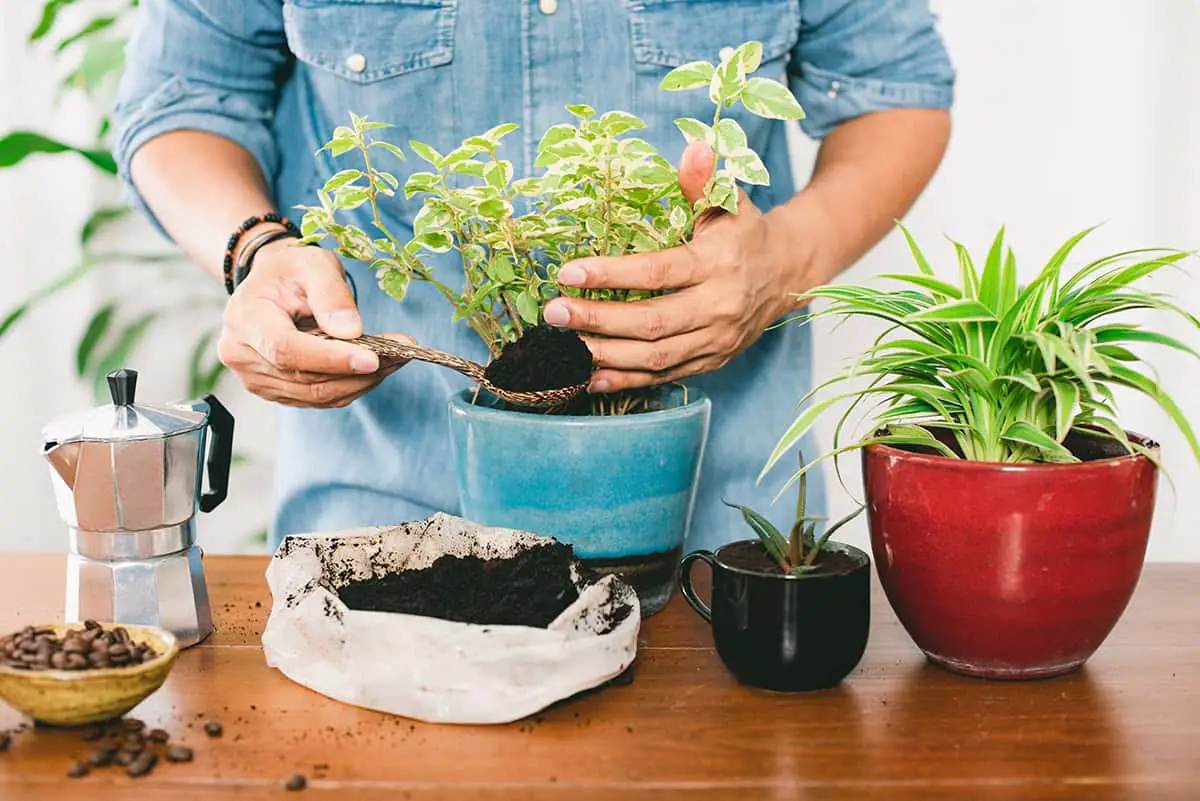 How to Use Coffee Grounds for Houseplants