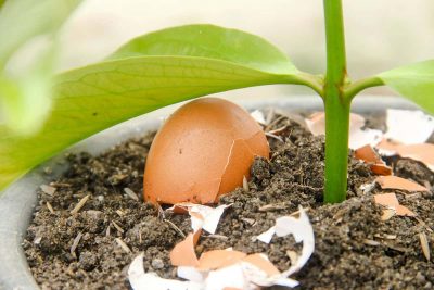 How to Use Egg Shells for Plants