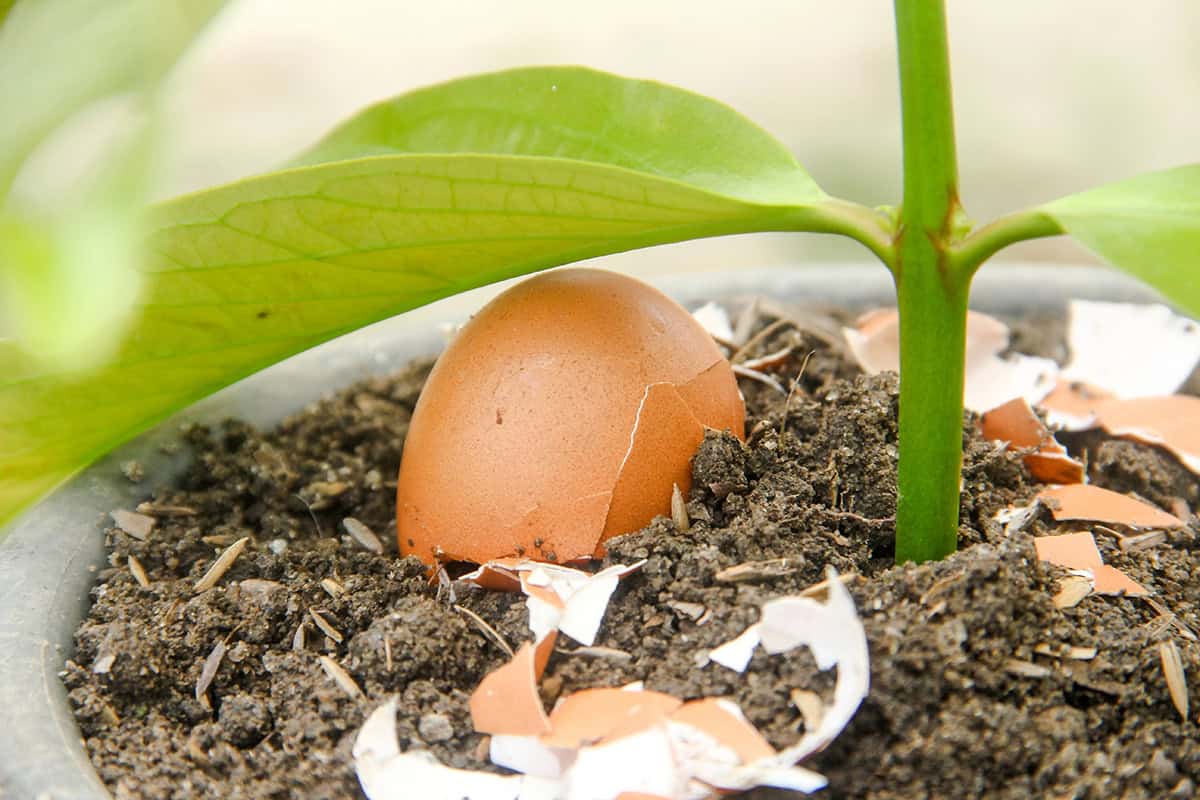 How to Use Egg Shells for Plants