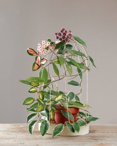 Hoya Display 20 Amazing Trailing Houseplants For Any Vertical Displays - Plantglossary