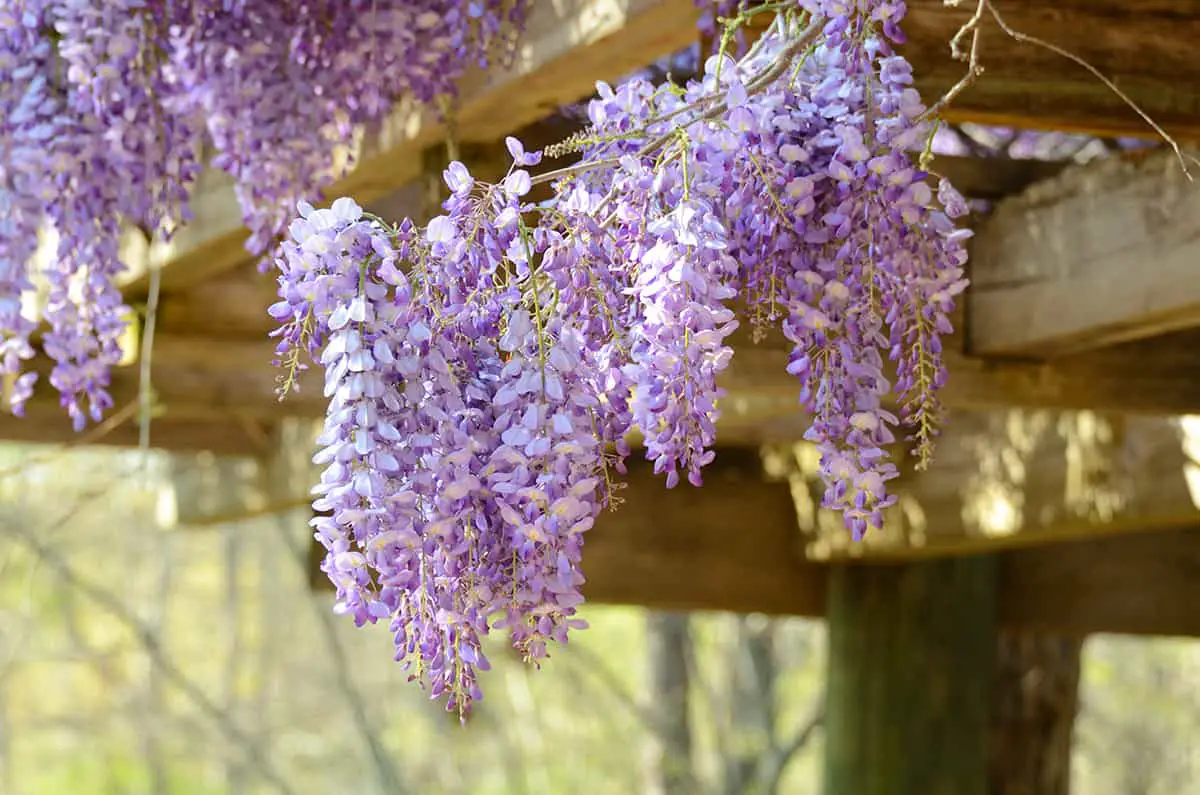 How to Grow Wisteria – A Guide to Lush Blooms - Plantglossary