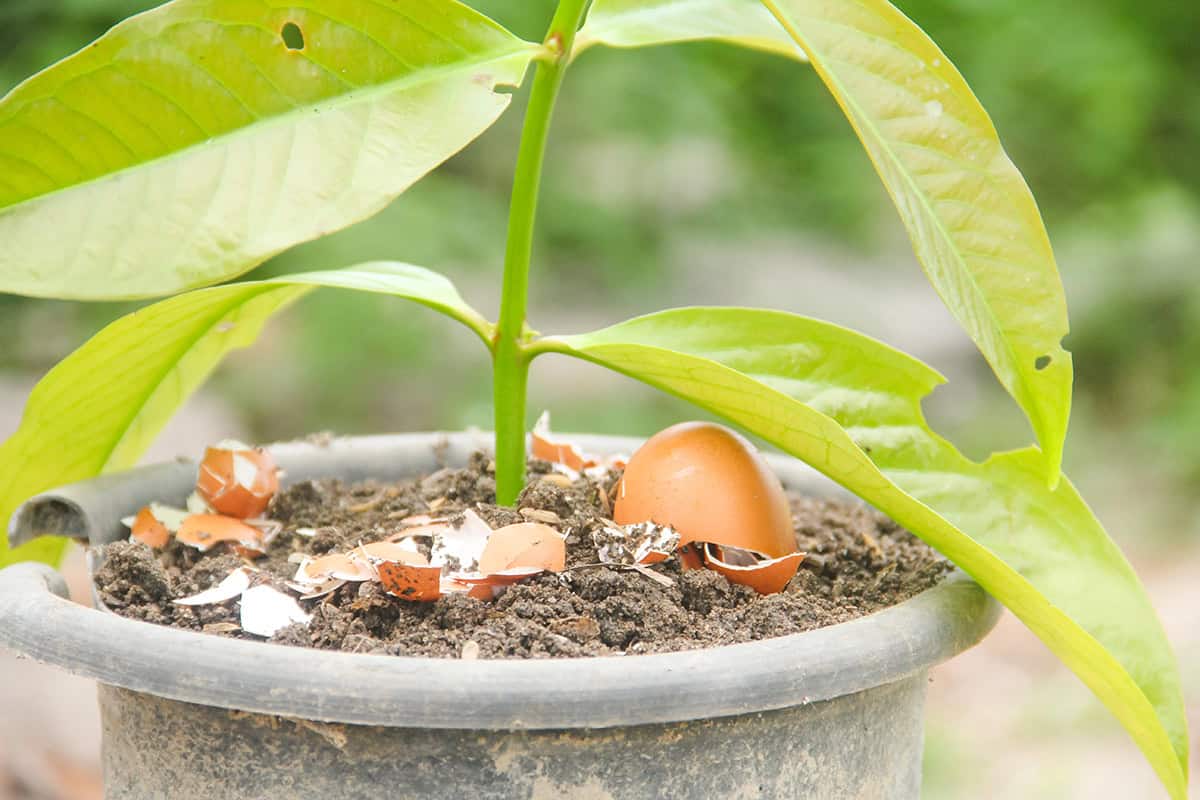 Long Term Benefits and Drawbacks